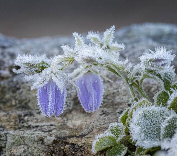 Frosted flower1