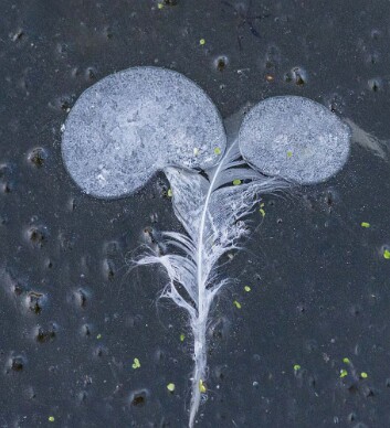 Pond feather frost