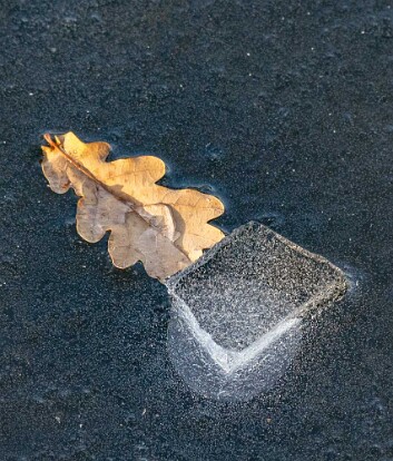 Pond ice-20