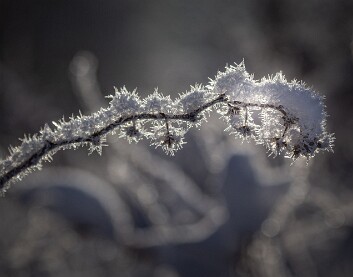 frosty branch1