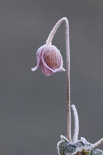 morning frost-3