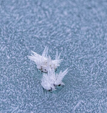 morning frost-5