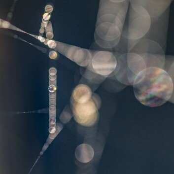 Web silk